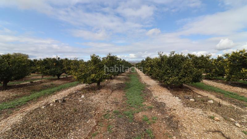 Foto b5b25374-09cb-426b-ac1b-1379adbf8dd4. Finca rústica finca de mandarinos en producción en San Rafael del Río