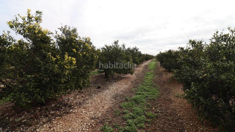 Foto d5b2d17d-437a-4730-8eb1-9452ed8f5d84. Finca rústica finca de mandarinos en producción en San Rafael del Río