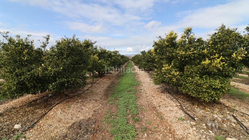 Foto dc82d515-6a19-4de4-b5b0-76a80c04215d. Finca rústica finca de mandarinos en producción en San Rafael del Río