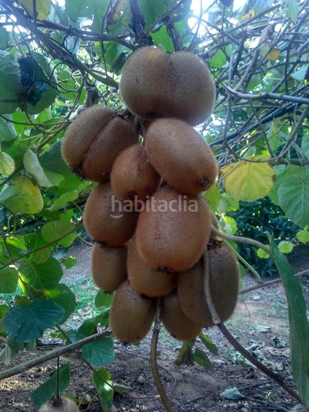 Foto 2fcc792e-dd1c-4e16-9244-99a27344647a. Propriété dans Alcanar