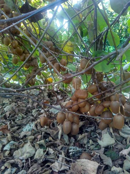 Foto 35aca1a0-1089-4820-823a-94d1b512b0fe. Propriété dans Alcanar