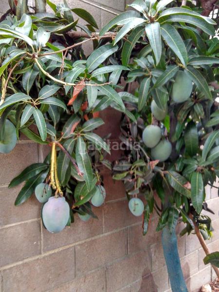 Foto 38a600fa-02bc-4d64-b83e-c90c06615346. Propriété dans Alcanar