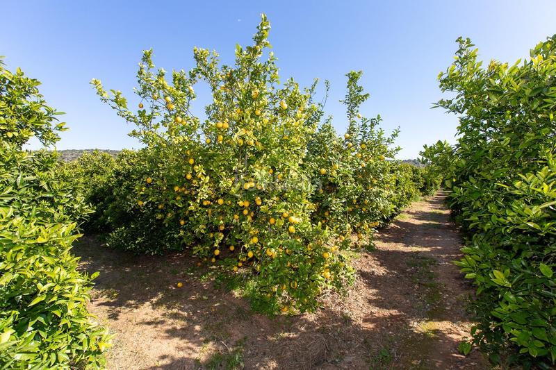 Foto b3283db6-873d-4ba6-a411-d74f727cd46e. Propriété dans Alcanar