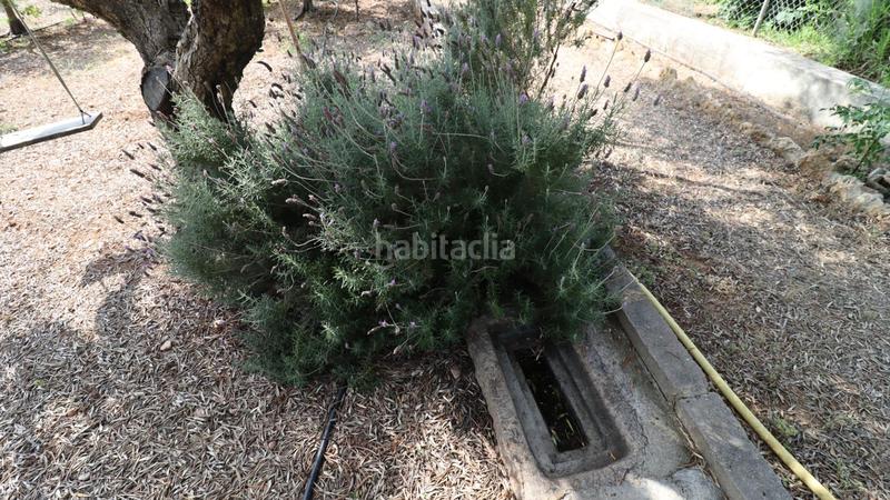 Foto 0ace0249-9b4d-45d0-a5b8-3609b2472d7e. Propriété dans Alcanar