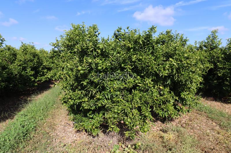 Foto 0bf47404-ad7c-418f-9066-4bd8bba890e1. Finca rústica a Partidas de Interior - Zona Rústica Vinaròs
