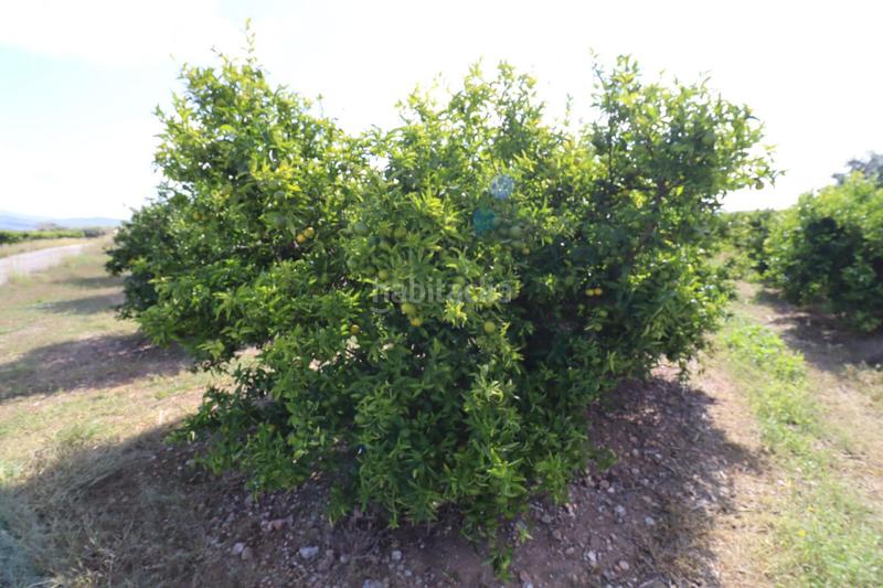 Foto 6e55c59b-f902-4c90-b6d7-9f28d3f057b1. Finca rústica a Partidas de Interior - Zona Rústica Vinaròs