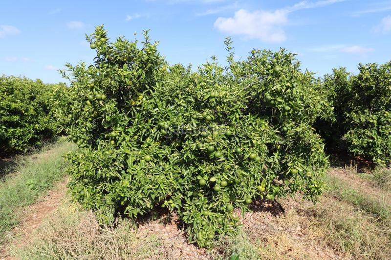 Foto 7c3b9897-126d-48b7-8660-aa28e0654cbd. Finca rústica a Partidas de Interior - Zona Rústica Vinaròs