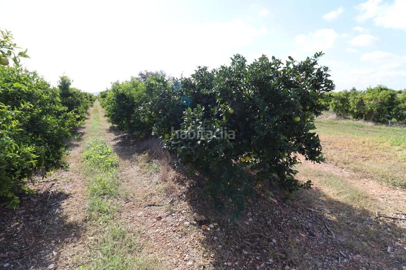 Foto da87545a-6915-4863-a0f6-24b8be505597. Finca rústica a Partidas de Interior - Zona Rústica Vinaròs
