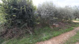 Finca rústica en Alcanar. Finca rustica de 980 m2 a las afueras del pueblo. ideal para hue