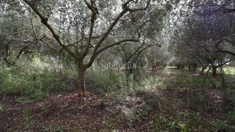 Foto 48c9e27e-1f26-4f69-ad27-d8235cbdf145. Finca rústica a Alcanar