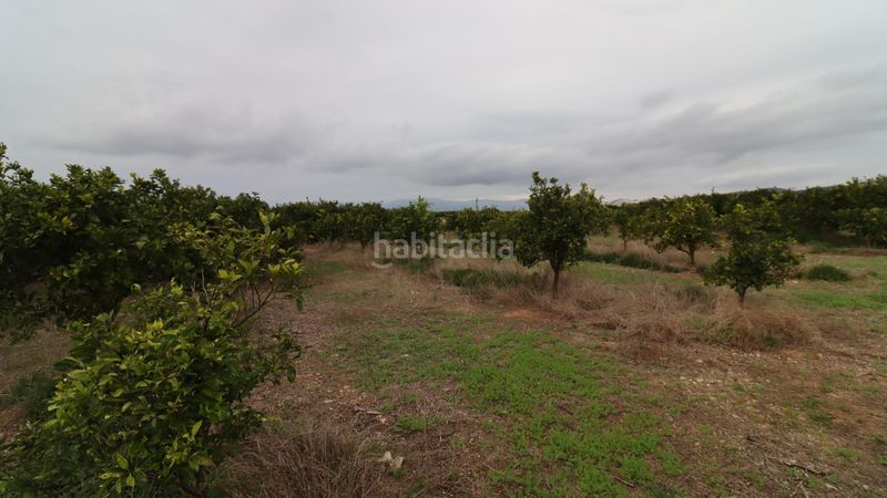 Foto b99994fc-feab-44a5-9ae3-3fc838a43ab0. Finca rústica a Partidas de Interior - Zona Rústica Vinaròs