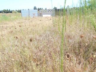 Rural plot in Oliva Playa
