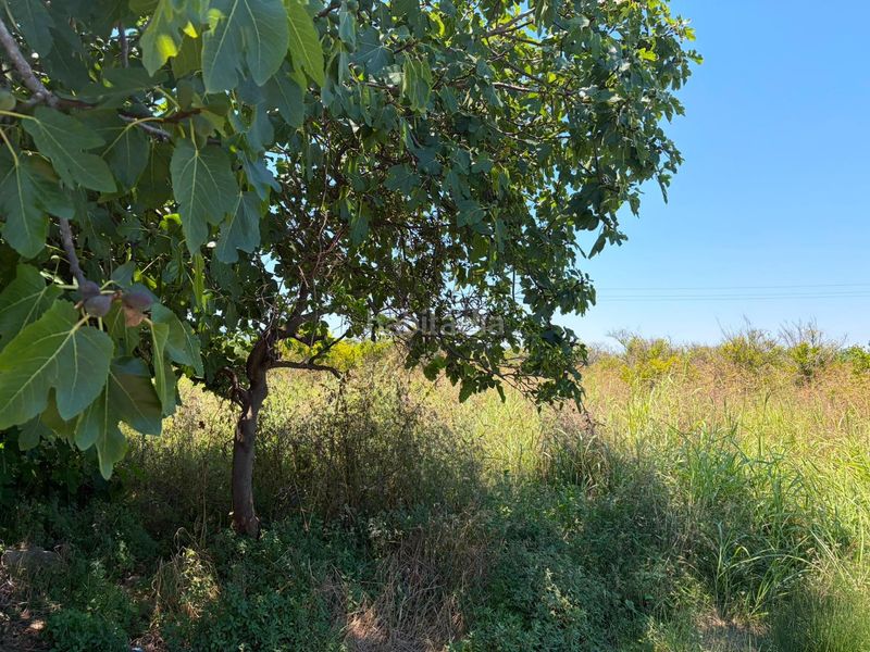 Foto 4768e2de-385f-48e3-9aad-5c3fdaee4961. Finca rústica a Oliva pueblo Oliva
