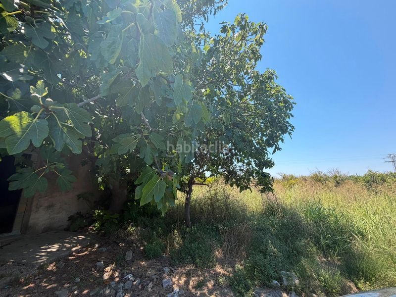 Foto f56d4726-dd5c-4482-aa14-7fdc1382ff88. Finca rústica en Oliva pueblo Oliva