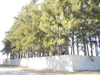 Masia a Oliva Nova