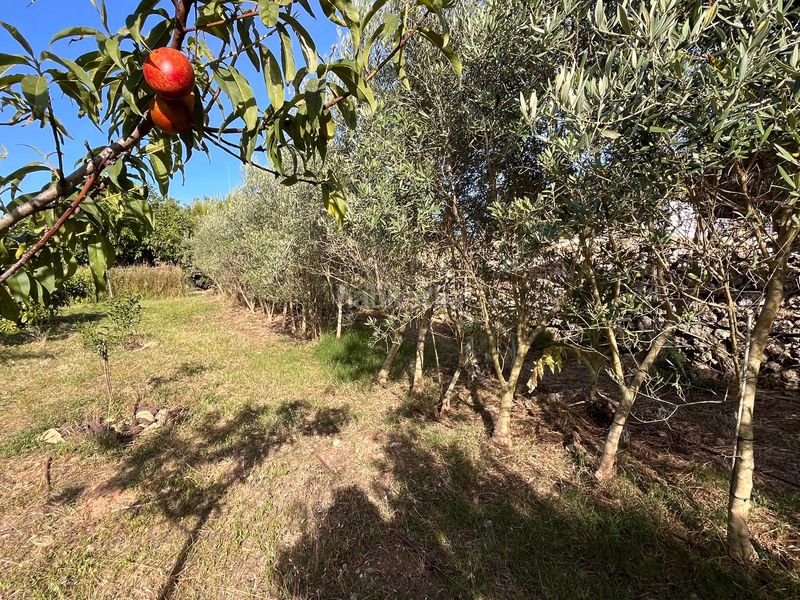 Foto a973e6eb-0eab-44bb-a3d5-a4d0704891e5. Finca rústica a Es Castell Es Castell