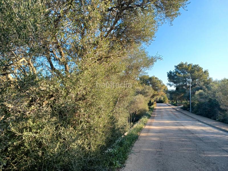 Foto 32bf3d5a-c972-46a6-9911-8c2abed9b1a9. Terreny residencial a Cala Murada Manacor