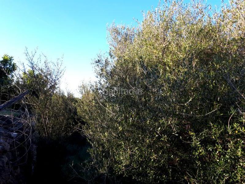 Foto d53fc528-d4b6-40d1-bdb8-1cc908794e25. Terreno residenziale in Manacor centre Manacor