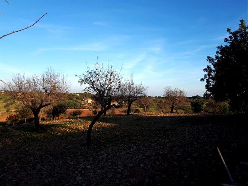 Foto e83d16fd-bc4e-44f3-8855-251d000cd8af. Terreno residenziale in Manacor centre Manacor