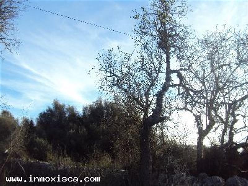 Foto 120bdb5e-bd6b-4d85-ae74-5cb2aebd789f. Terrain résidentiel dans Felanitx poble Felanitx