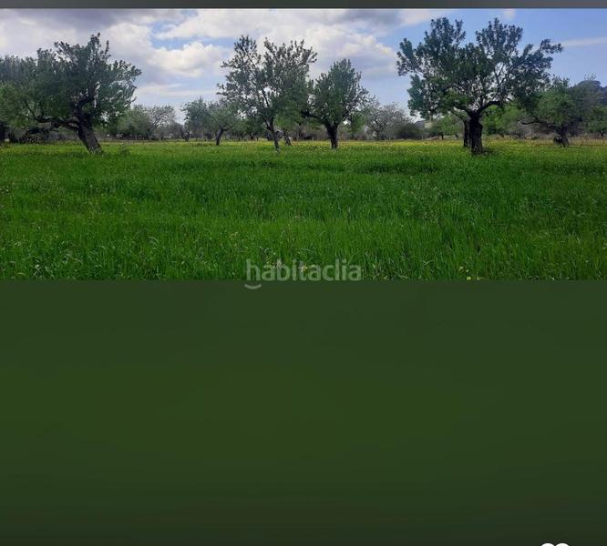 Foto 02445eec-e1c5-4440-833c-408c4ad736b0. Landgut in Llucmajor interior Llucmajor