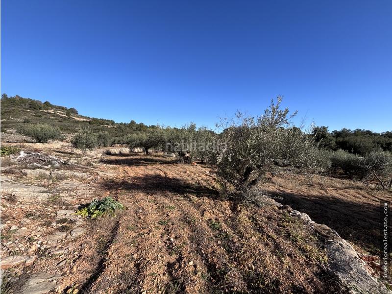 Foto fab1941e-b629-419e-b7c8-e15779ec1adb. Terreno residencial finca rústica en venta con caseta en Atzeneta del Maestrat