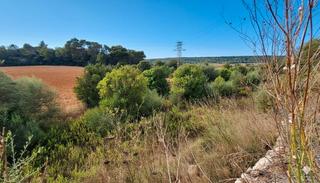 Rural plot in Manacor Centre. Terreno rústico edificable en bendris, manacor — 15.243 m² con c