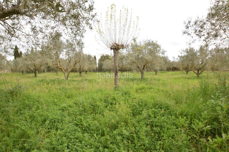 Foto e2461077-7509-41cd-8b36-a3b61f2639af. Mas avec cheminée chauffage dans Santa Eugènia