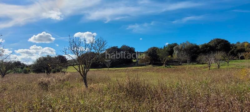 Foto e3abac89-c4a3-47f2-826a-d117dd02dbe6. Finca rústica a Manacor centre Manacor