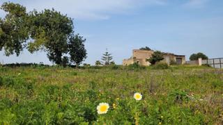 Rural plot in Manacor Centre. ?? ¡oportunidad única en manacor!