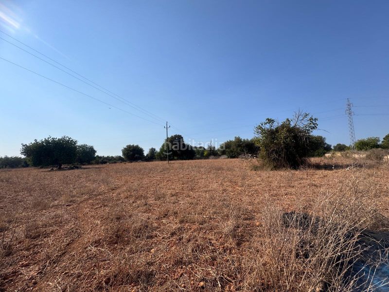 Foto ba2c7a50-c483-4d65-9e57-292ca086616d. FInca rústica a Zona Periurbana Inca