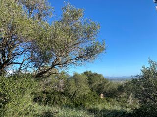 Fondo rustico in Santa Eugènia. ??? ¡oportunidad única en el corazón de mallorca! ???