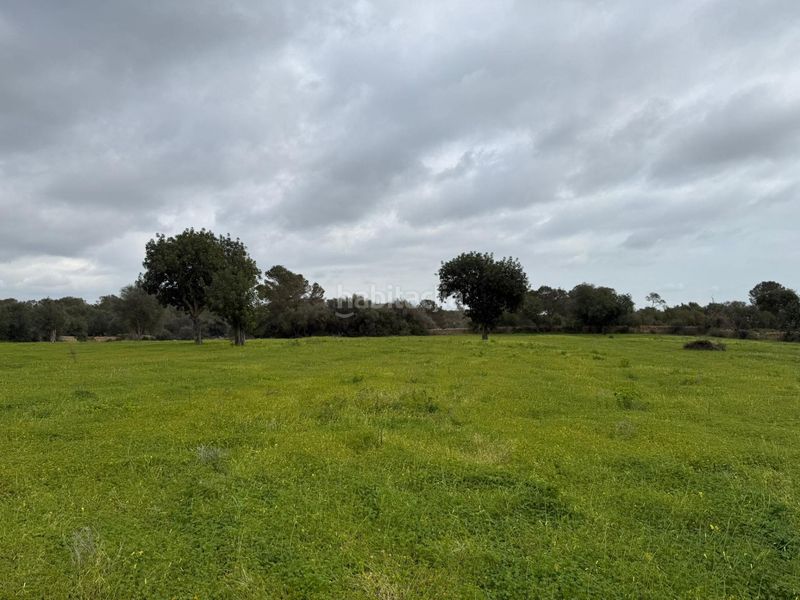 Foto 41168f9d-8690-4c39-8769-35e03b96c8e7. Finca rústica terreno rústico de 38.493 m² edificables en Llucmajor