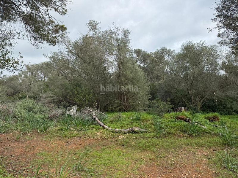 Foto d8d4c66c-9ec9-4ad1-8c85-c96fe27204cf. Finca rústica terreno rústico de 38.493 m² edificables en Llucmajor