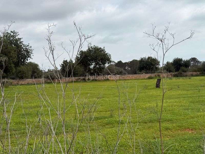 Foto ec6e4fd8-489a-423c-b219-a621496e84c6. Finca rústica terreno rústico de 38.493 m² edificables en Llucmajor