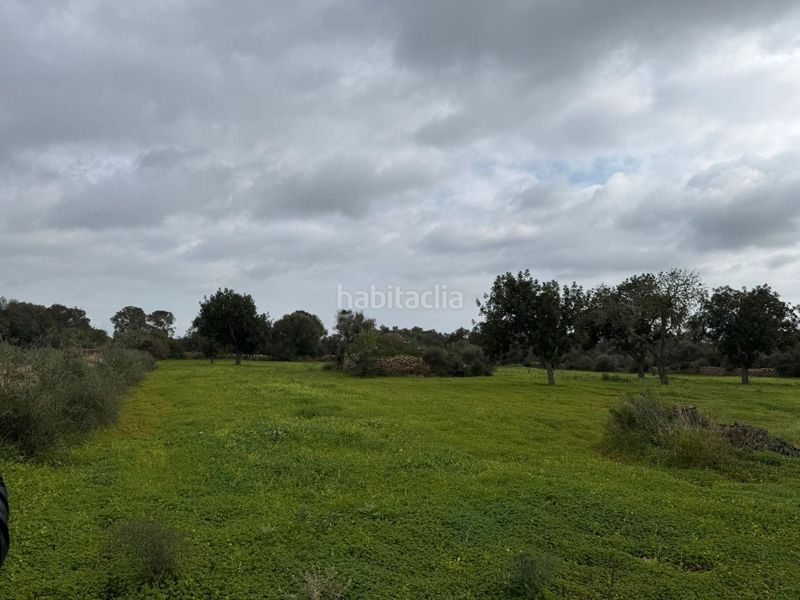 Foto ffbc3d5d-a900-4d80-af3b-d1238a4c1078. Finca rústica terreno rústico de 38.493 m² edificables en Llucmajor