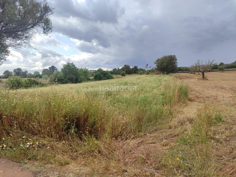 Foto 9bfcdfd8-51a3-4f57-8a57-20b243568739. Finca rústica a Sencelles