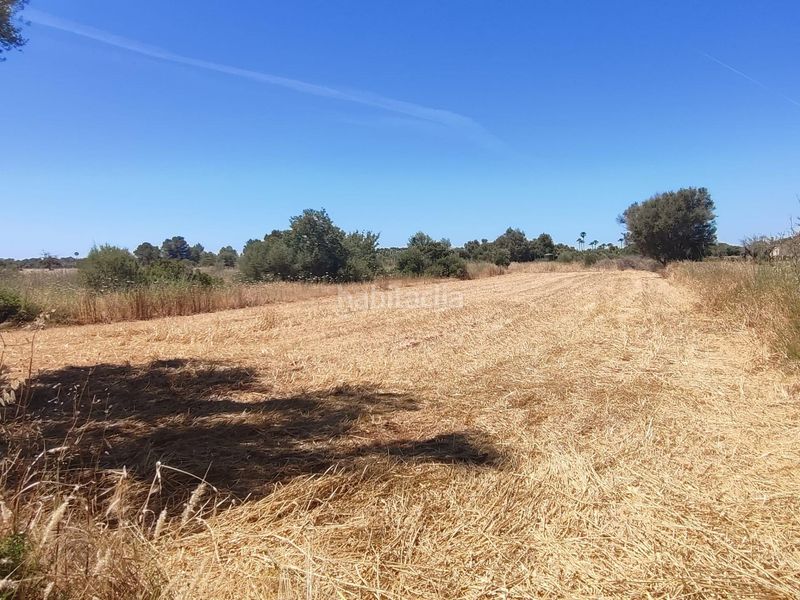 Foto ab3fcb10-ebd9-437a-bde4-8fc359322000. Finca rústica a Sencelles