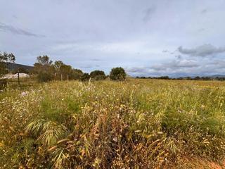 Rural plot in Santa Eugènia