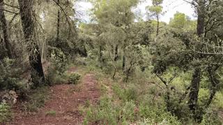 Fondo rustico in Felanitx Poble. Maravilloso terreno en felanitx.
