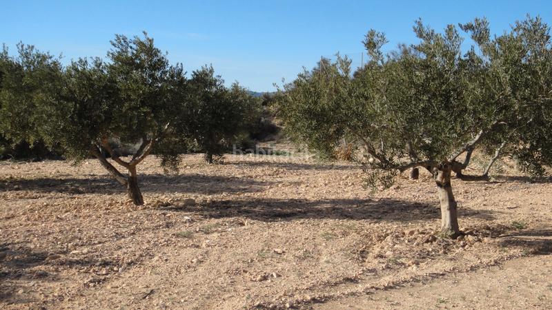 Foto f58d3245-4d74-4b50-adf5-565b57424e16. Fondo rustico in Gea y Truyols Murcia