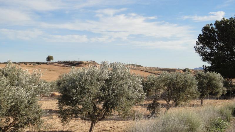 Foto 2768ea83-429d-479a-b450-1df9c1d3b605. Finca rústica en Gea y Truyols Murcia