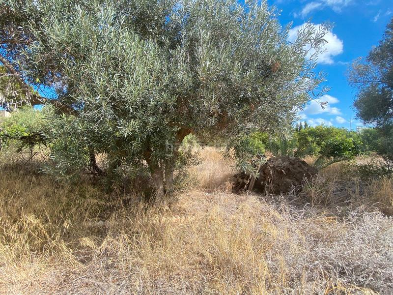 Foto 1d2a2502-af8e-407e-8136-bcd345f41cb6. Finca rústica en San Pedro del Pinatar San Pedro del Pinatar