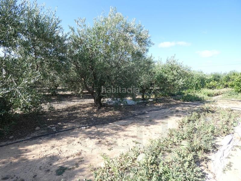 Foto c2578fc3-5899-4301-8fe0-e819231c6cf9. Fondo rustico in lugar los perez 10 in Torre-Pacheco Torre - Pacheco