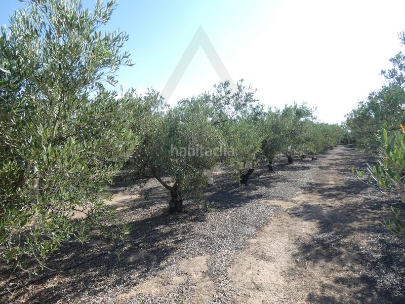 Foto d5da88ec-d30a-44a3-9bf9-66fee21d6871. Fondo rustico in lugar los perez 10 in Torre-Pacheco Torre - Pacheco