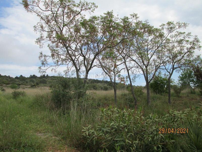 Foto 469e8bcc-f278-4314-b762-79eb9c1e190c. Fondo rustico in Partidas de Interior - Zona Rústica Vinaròs