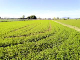 Terreny residencial a Dolores. Se vende parcela que esta incluida en el sector quotdolores golf
