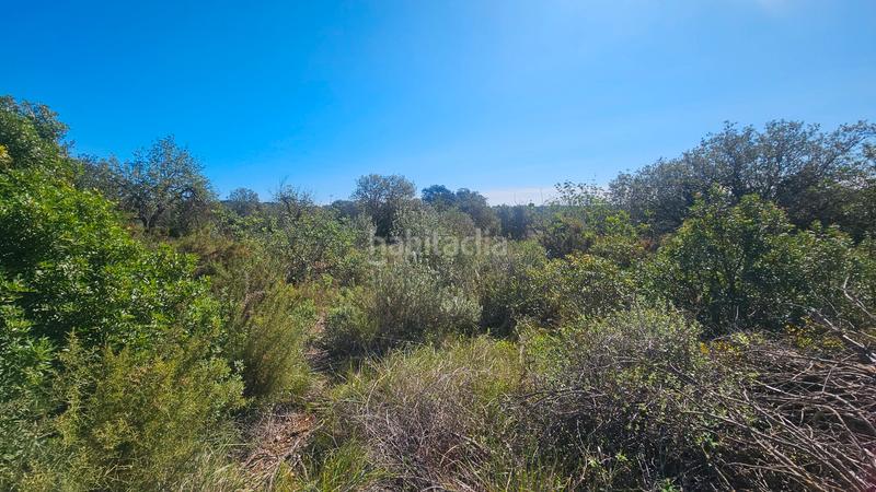 Foto 107171df-9daa-41d4-82d3-10a6a85227e0. Fondo rustico in Cervera del Maestre