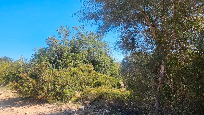 Foto a7406177-1a7e-4e4b-9183-4d4e2438d925. Fondo rustico in Cervera del Maestre