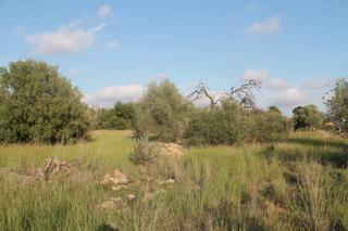 Finca rústica a Cálig. Finca con agua y luz para casa unifamiliar, cálig, costa azahar,
